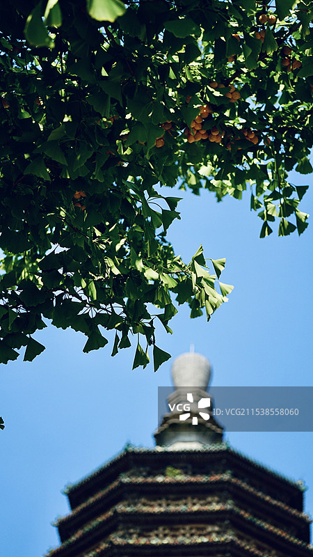 北京天宁寺塔和银杏图片素材