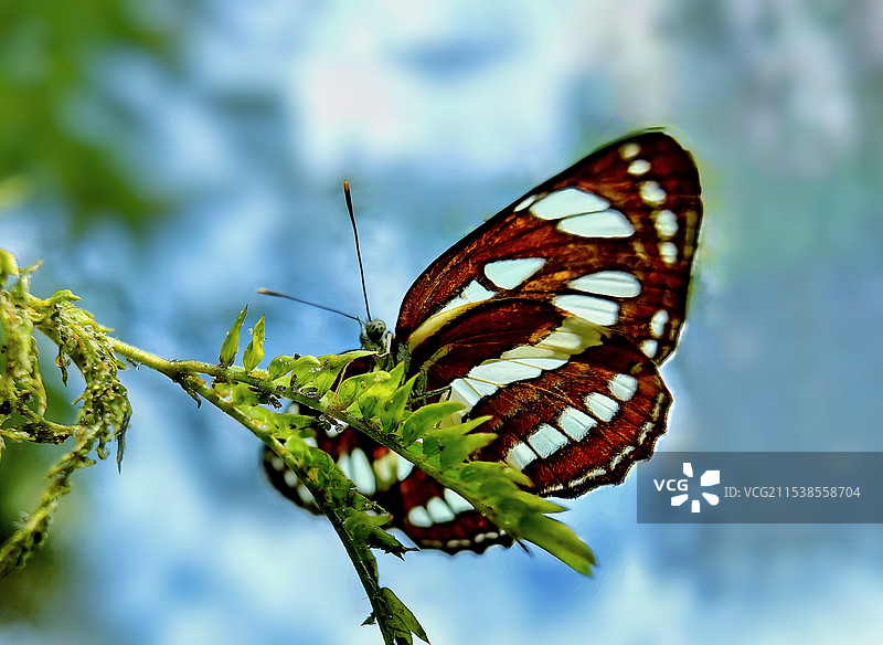 秋日谍影图片素材