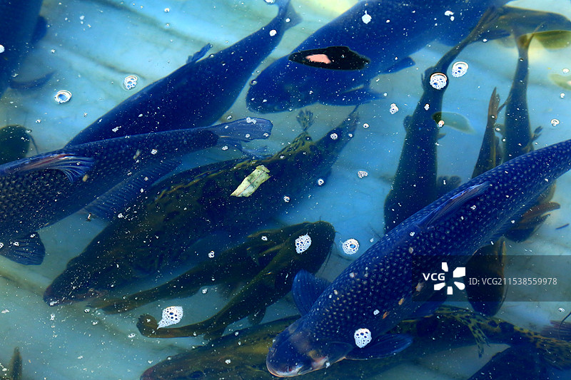 白洋淀野生大鱼图片素材