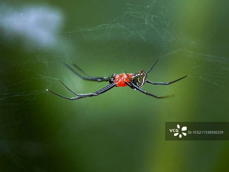 红头蜘蛛图片素材