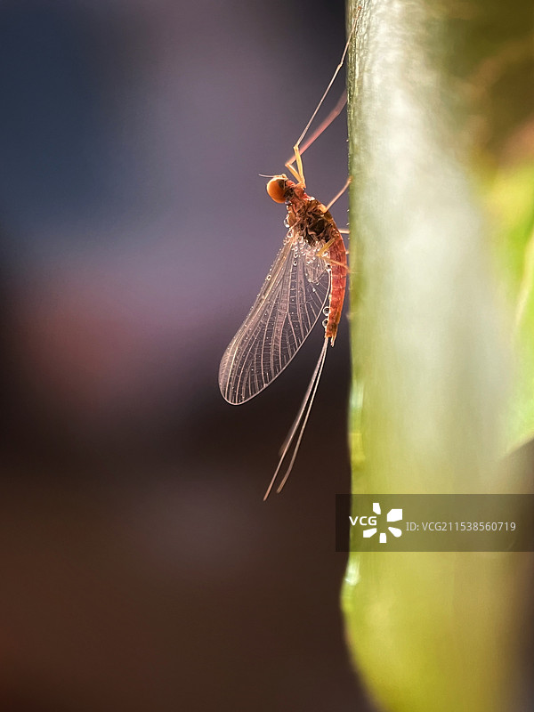 晨露中的蜉蝣图片素材