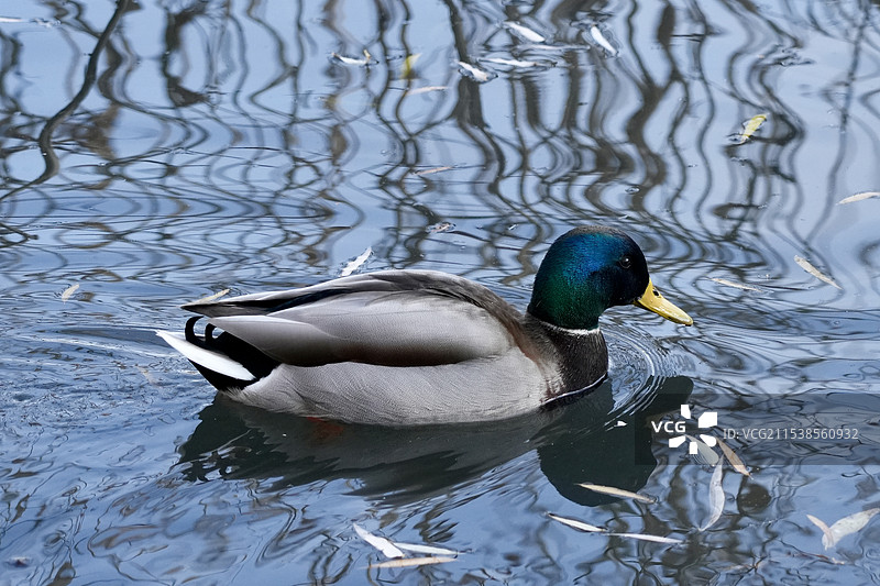 绿头鸭图片素材