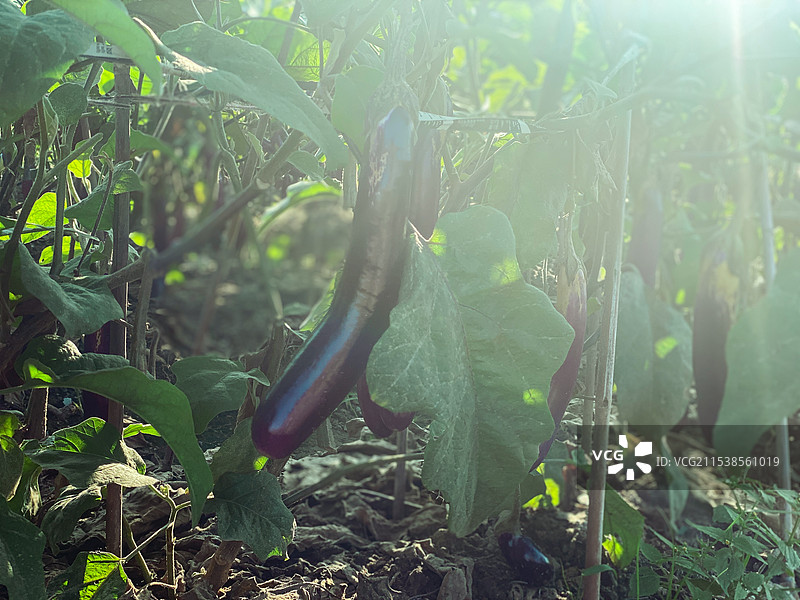 有机农业绿色食品田地上紫皮茄子图片素材