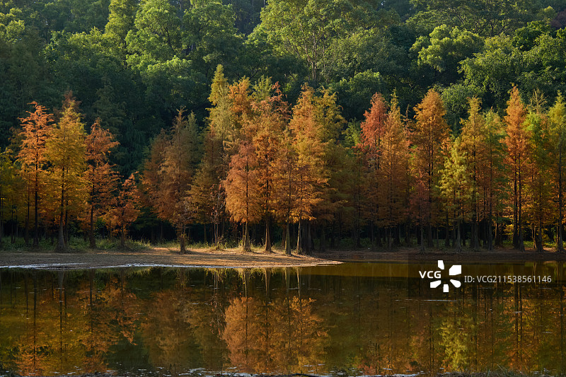 大夫山森林公园落羽杉图片素材