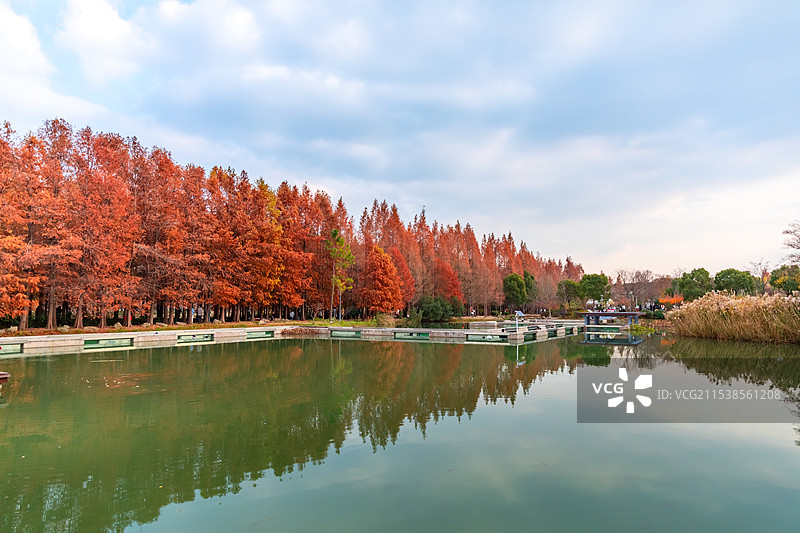 虎丘湿地红杉图片素材