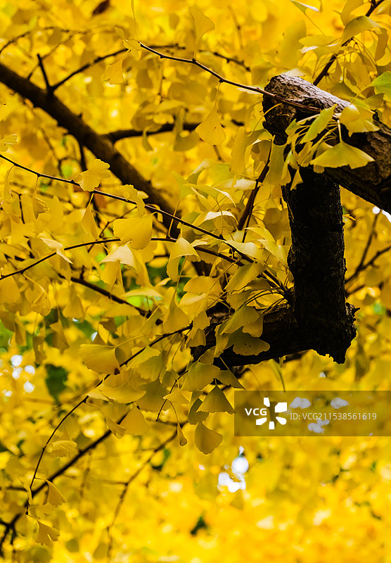 满屏金色银杏叶图片素材