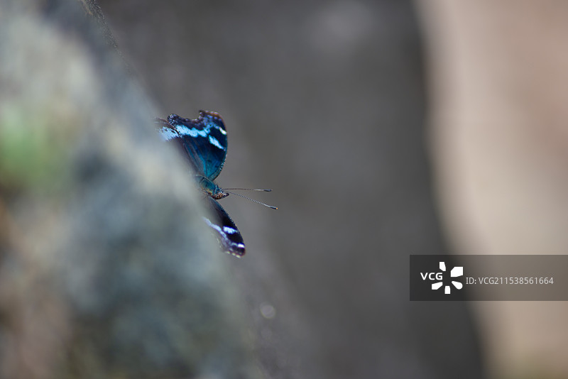 琉璃蛱蝶图片素材