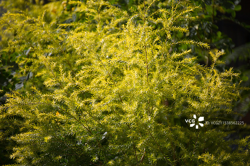 黄金串柳植物的特写图片素材