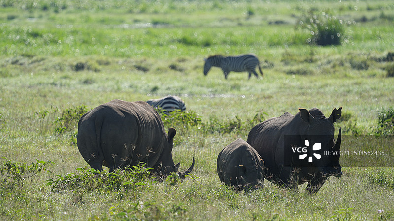 威猛犀牛：草原上的守护者图片素材