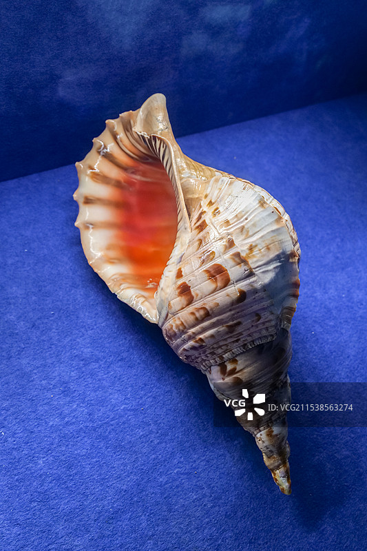 万宝螺 中国四大名螺之一 山东博物馆“三千玲珑-中国海洋贝类展”图片素材