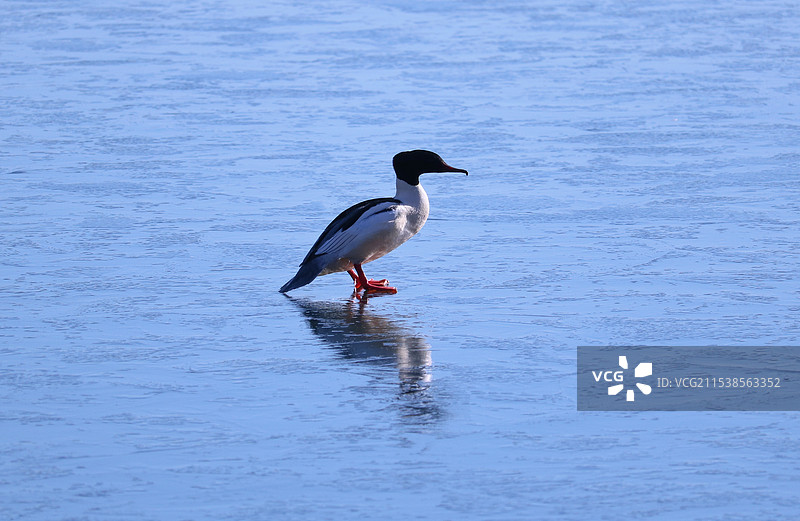 站在冰上的秋沙鸭图片素材