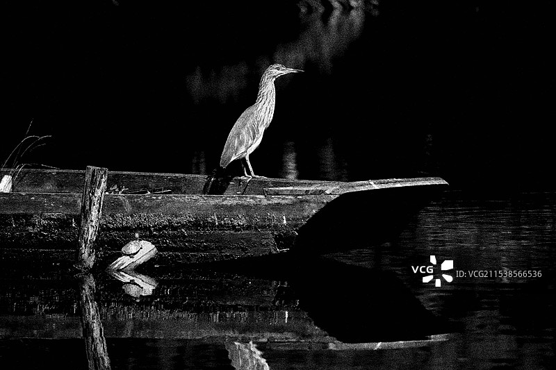 池塘中的夜鹭图片素材