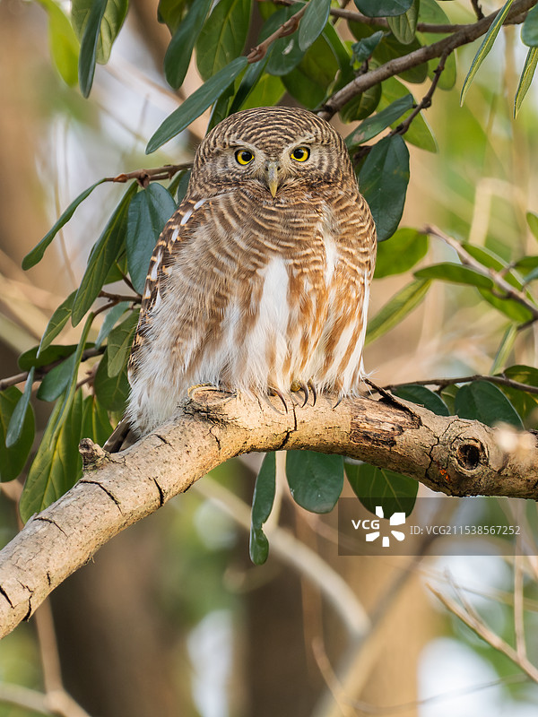 斑头鸺鹠图片素材