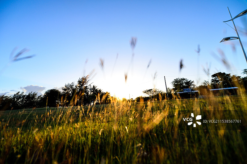 夕阳下田野上的植物剪影图片素材