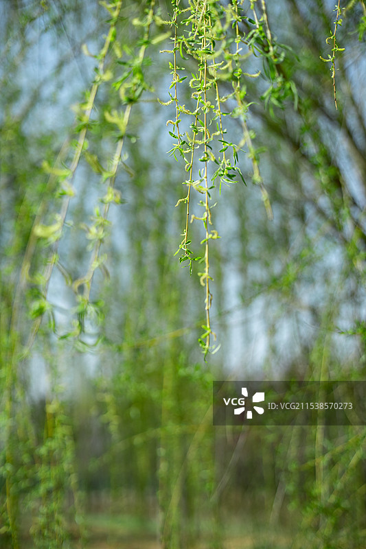 中国野生植物拍摄主题，柳树上的鲜嫩的柳枝和枝芽，户外白昼无人图像摄影图片素材