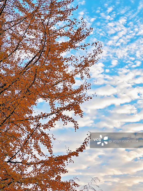 秋日蓝天白云下的银杏树图片素材