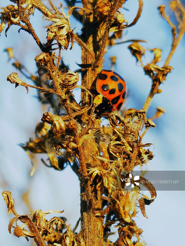 冬天躲在干草中的瓢虫图片素材