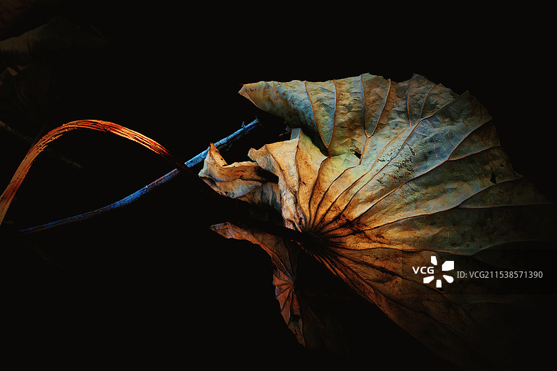 卧荷听风图片素材