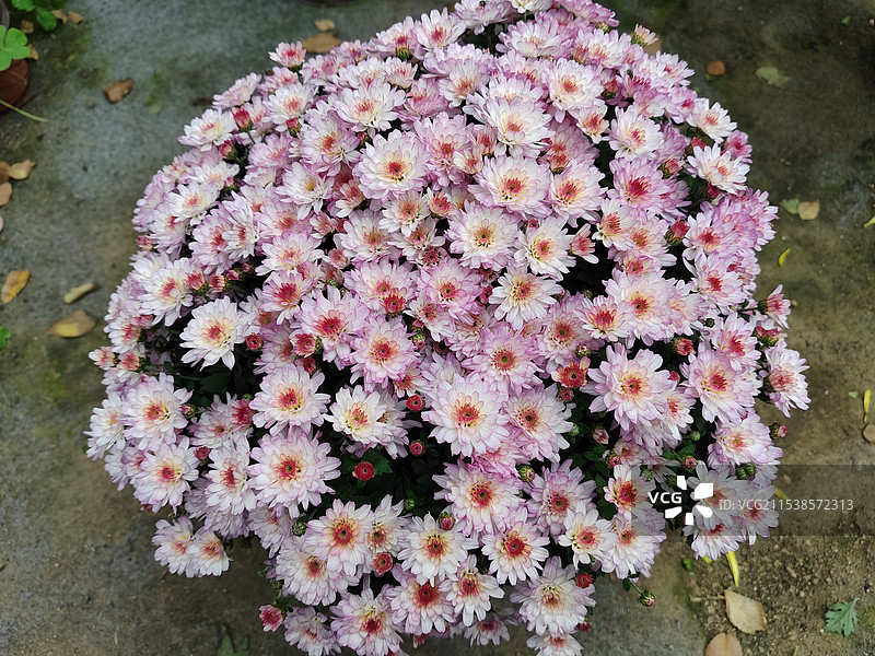 秋天盛开的小粉红菊花图片素材