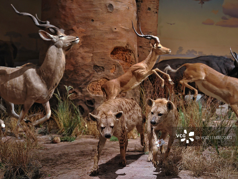 动物标本展览图片素材