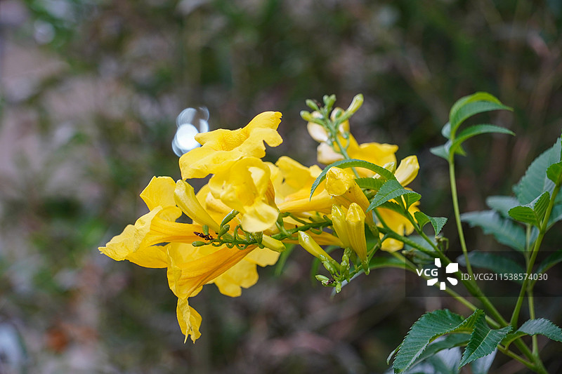 芬芳绽放：各类花卉的美丽与象征意义图片素材