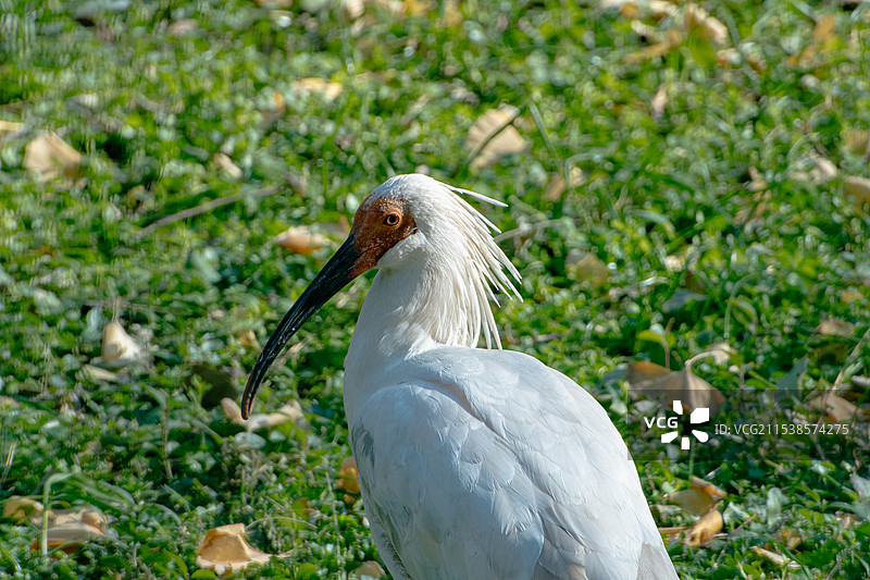 秦岭朱鹮图片素材