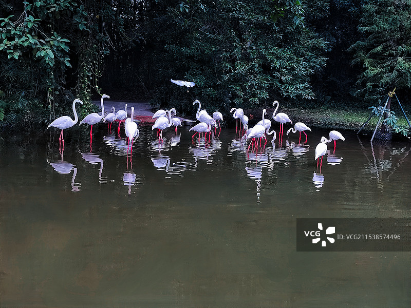 一群大火烈鸟图片素材