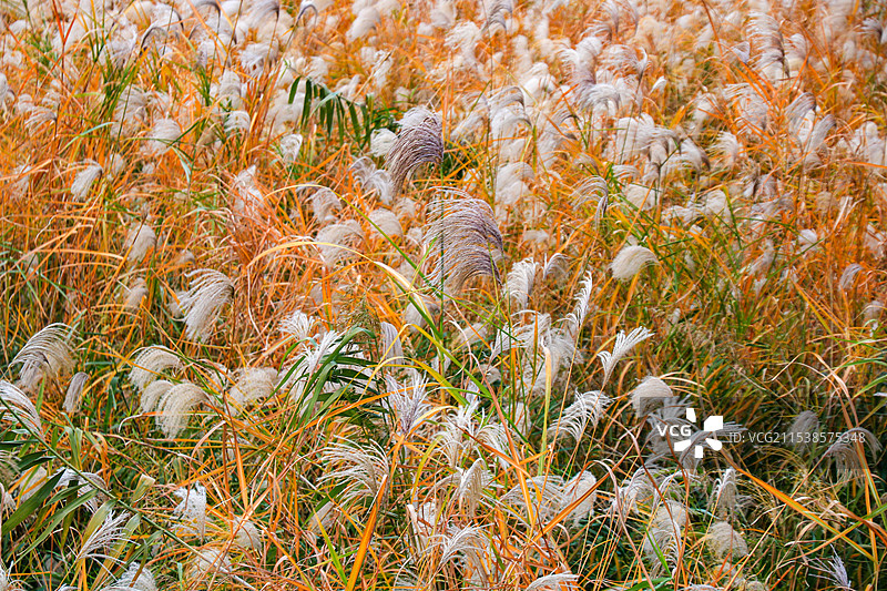 武汉汉口江滩芦苇荡 冬日景象图片素材