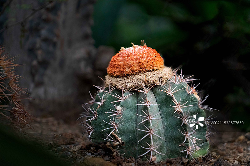 仙人掌特写图片素材