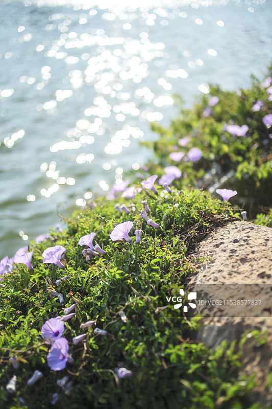 牵牛花图片素材