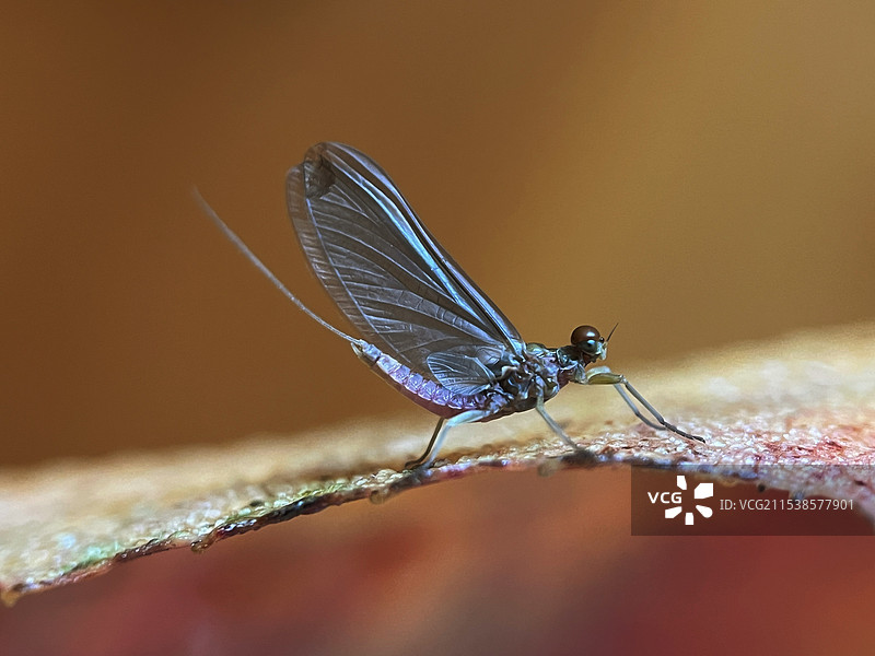 冬日蜉蝣图片素材