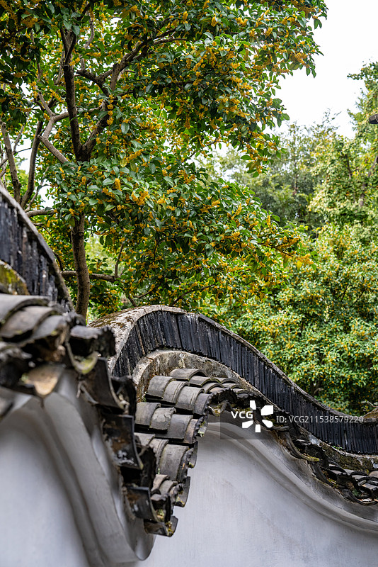 金秋十月苏州怡园桂花开图片素材