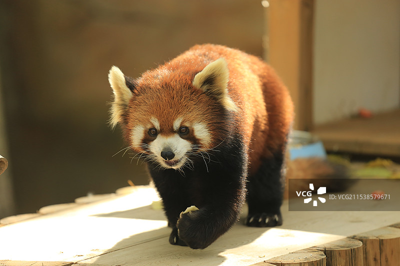 小熊猫图片素材