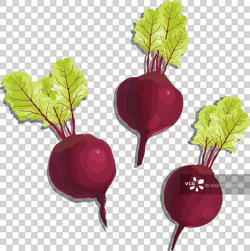 鲜艳多汁的甜菜，带着绿色的叶子图片素材