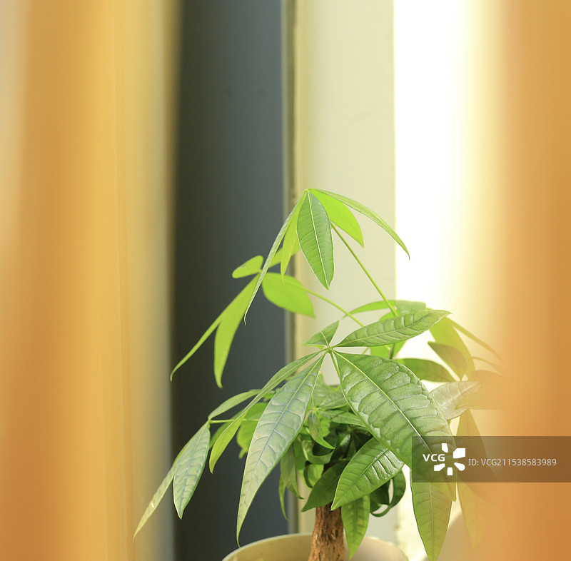 发财树图片素材