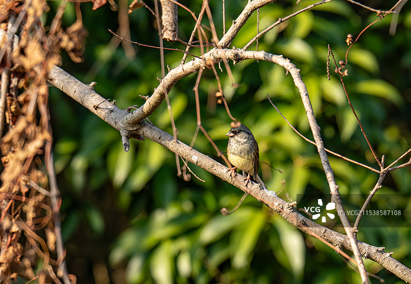 忧郁的灰头鹀图片素材