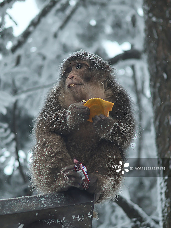 峨眉山金顶 猴哥来凑热闹图片素材