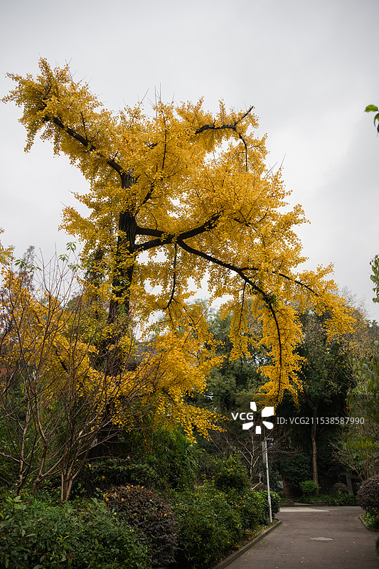 冬天的成都青羊宫景色特写图片素材