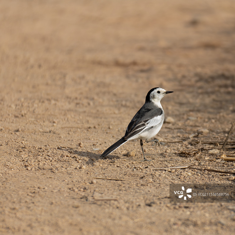 白鹡鸰图片素材