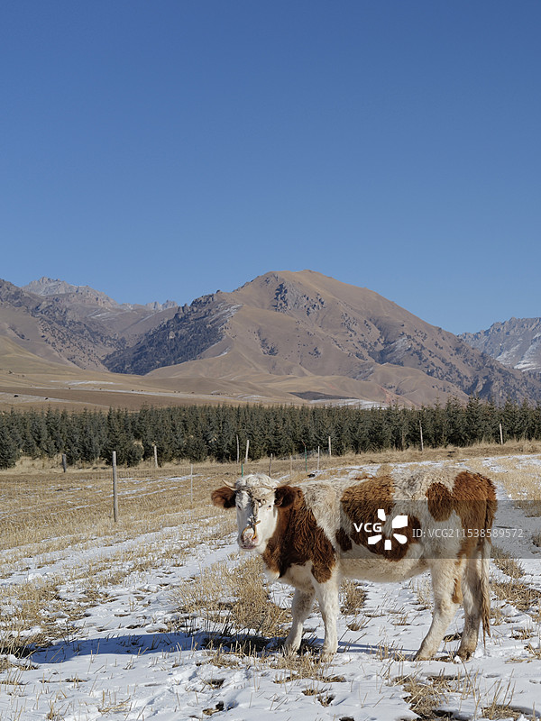 祁连山下的祁连县图片素材