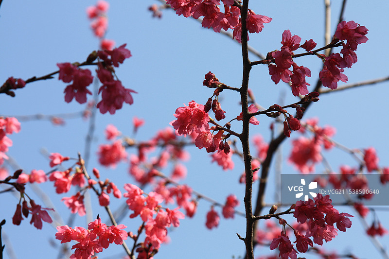 寺中樱花图片素材