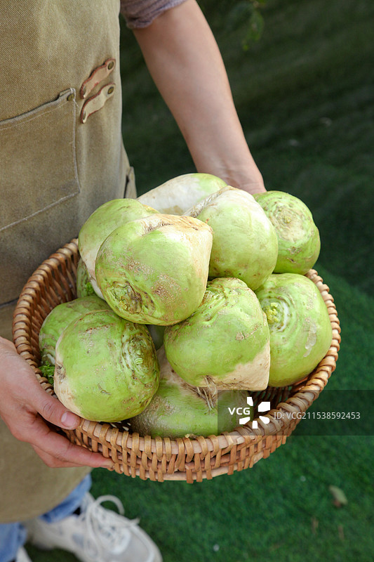 芥菜疙瘩图片素材