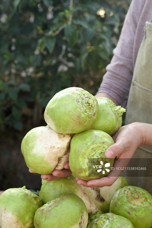芥菜疙瘩图片素材