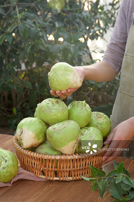 芥菜疙瘩图片素材