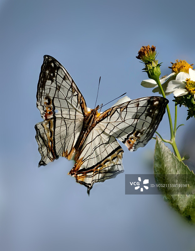 蛱蝶翩飞图片素材