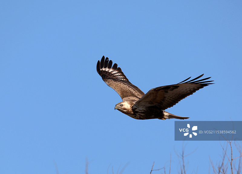 潇洒在空中---大鵟图片素材