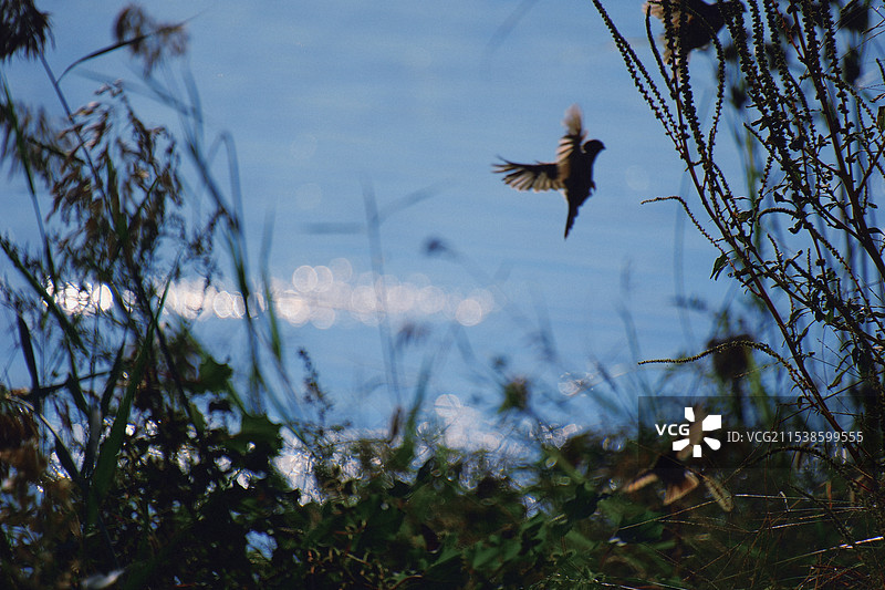 夕阳西下，蓝色河水映衬下的自在麻雀图片素材