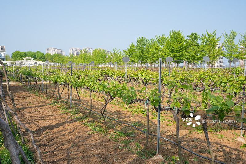 张裕葡萄酒庄园图片素材