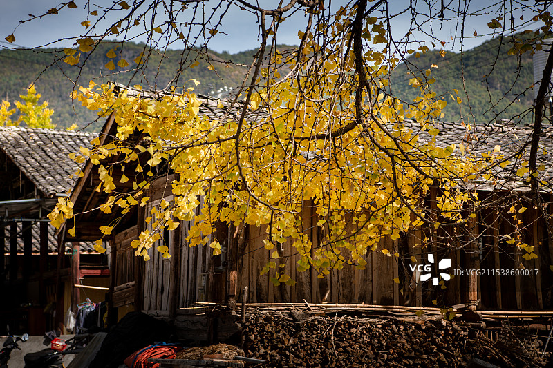 云南腾冲银杏村图片素材