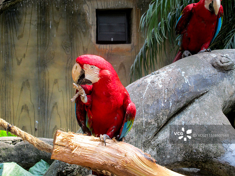 南宁动物园的鹦鹉图片素材